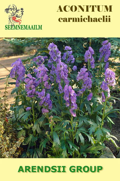 Аконит Кармихеля (борец) Aconitum carmichaelii